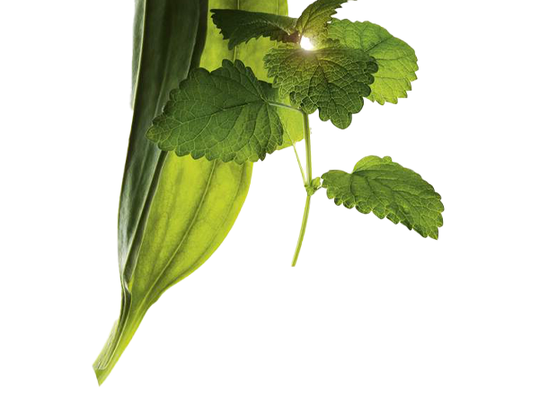 植物クリームを塗っている女性