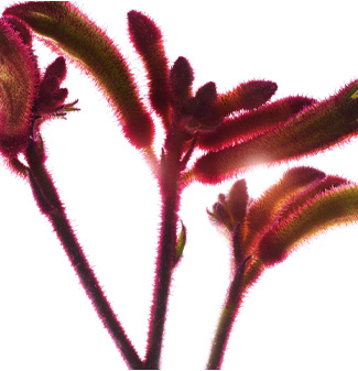 カンガルーフラワー