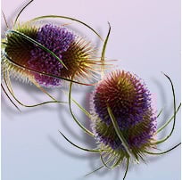 ワイルドティーゼル