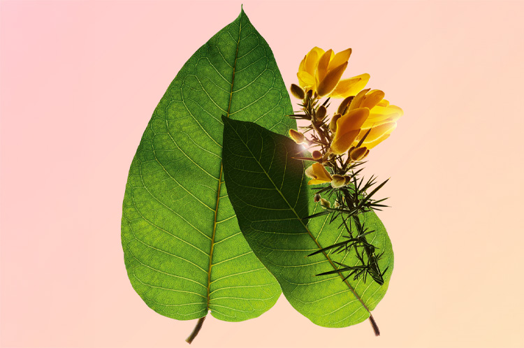 スープラ デイ クリーム N オールスキン | CLARINS® 公式通販 | CLARINS®