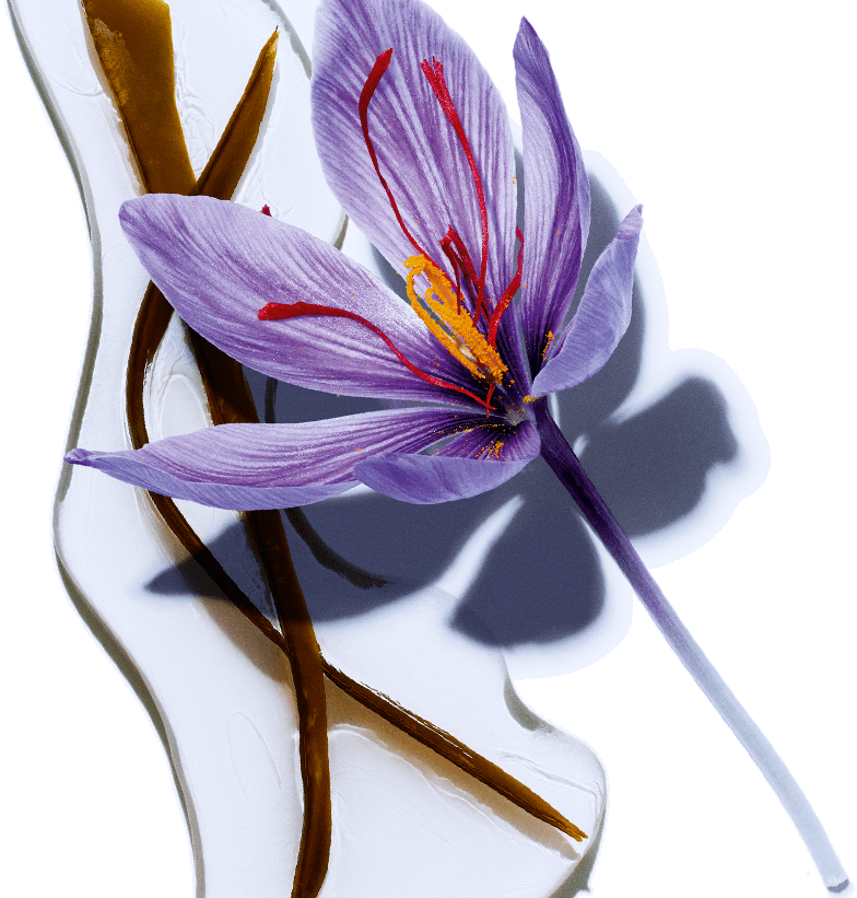 Seaweed - Organic Saffron Flower