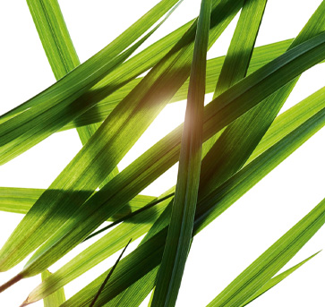 クラランス メン