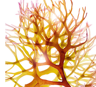 アイリッシュモス