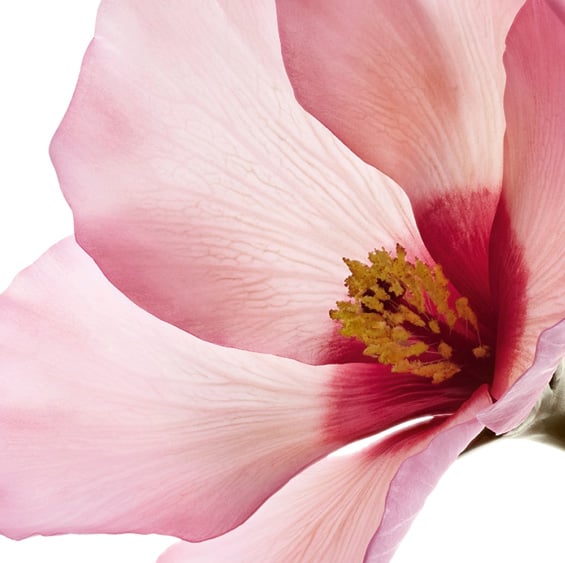 リップオイルの静止画