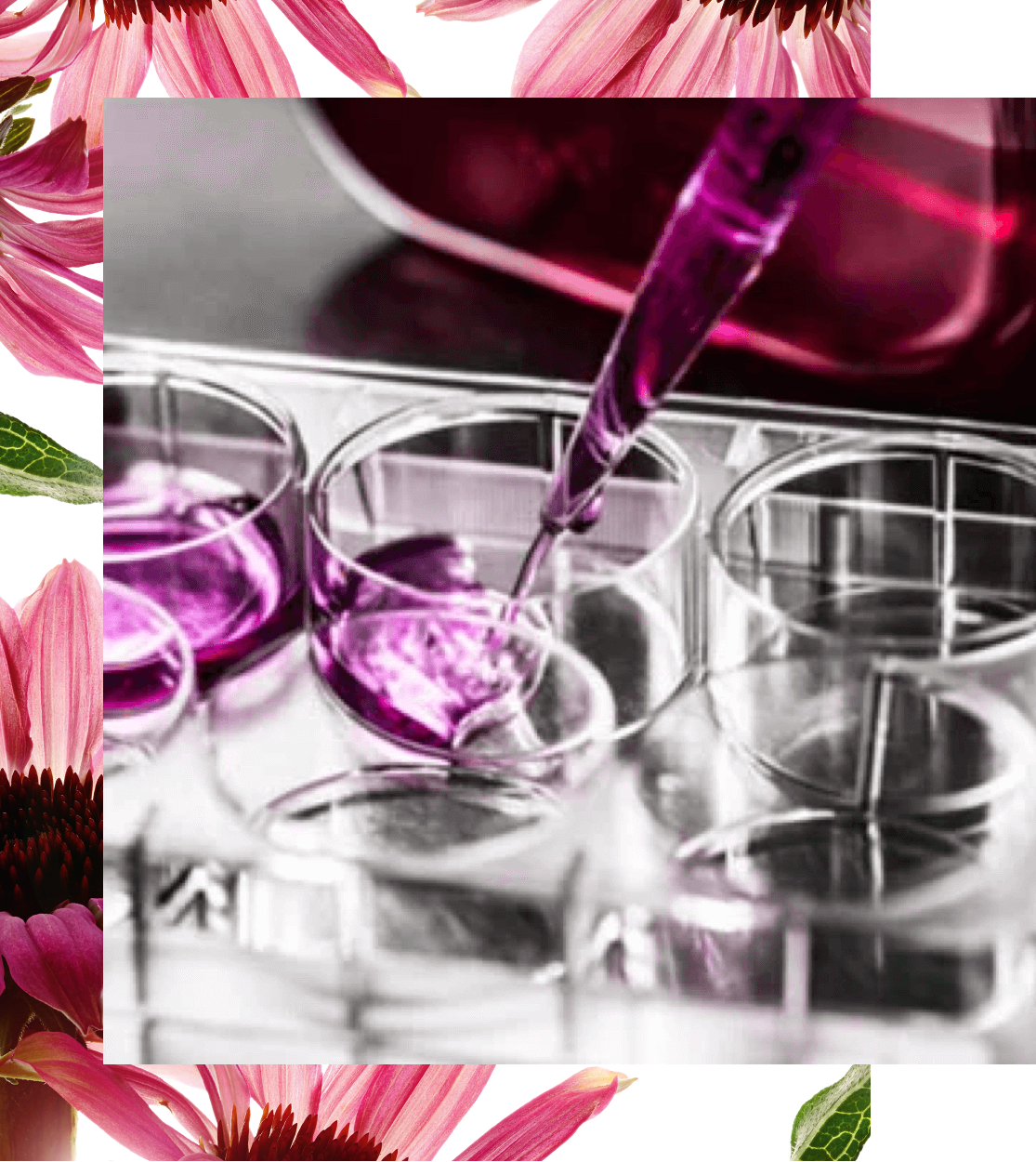 フォーミュラの芸術