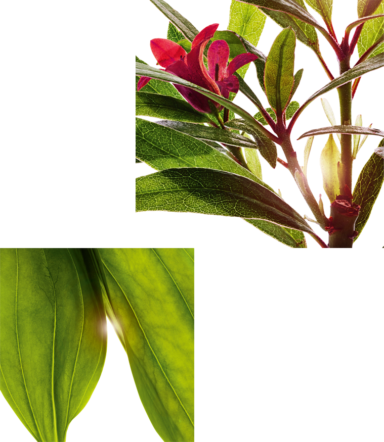 アルペンローズ, ゲンチアナ