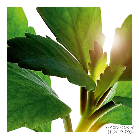 セイロンベンケイ (トウロウソウ)