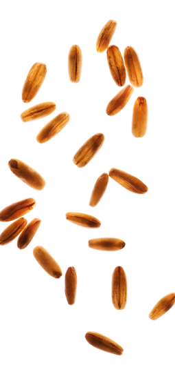 Visuel ingrédient Avoine