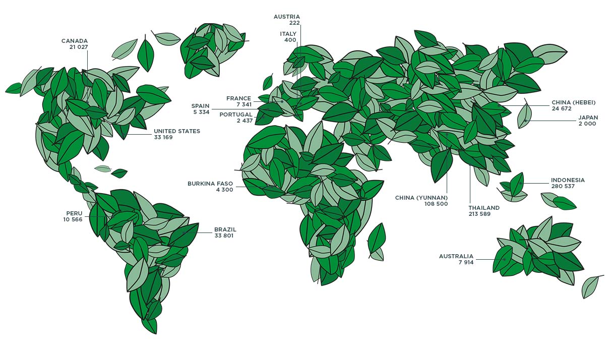 2011年以降、世界中で植樹活動を行っています。