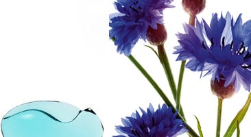 ヤグルマギク（コーンフラワー）