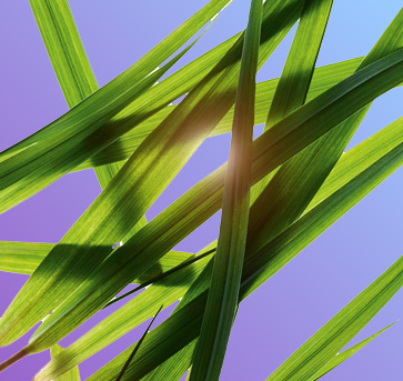 クラランス メン