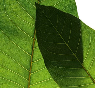 Harungana and Cassia Flower