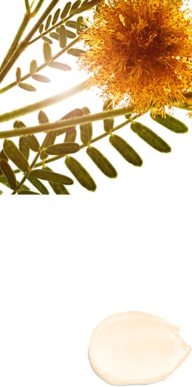 スイートアカシアフラワー